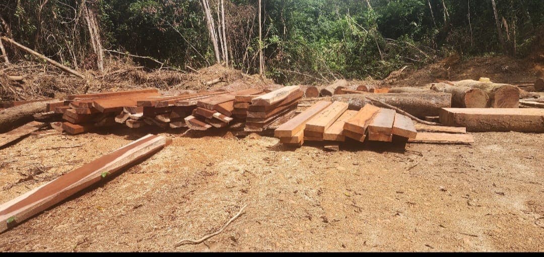 Cut timber laid out beside the forest